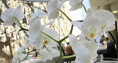 Weiße Orchideenblüte mit Sonne von oben