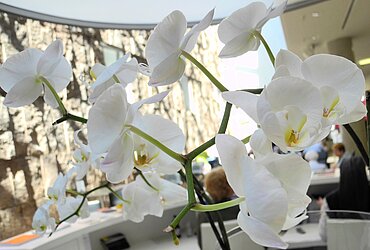 Weiße Orchideenblüte mit Sonne von oben